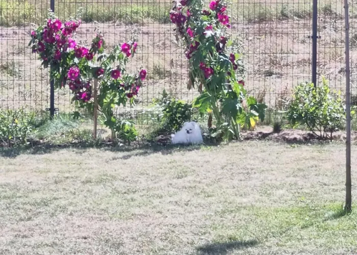 Apartment 3 Ruoniai Palanga